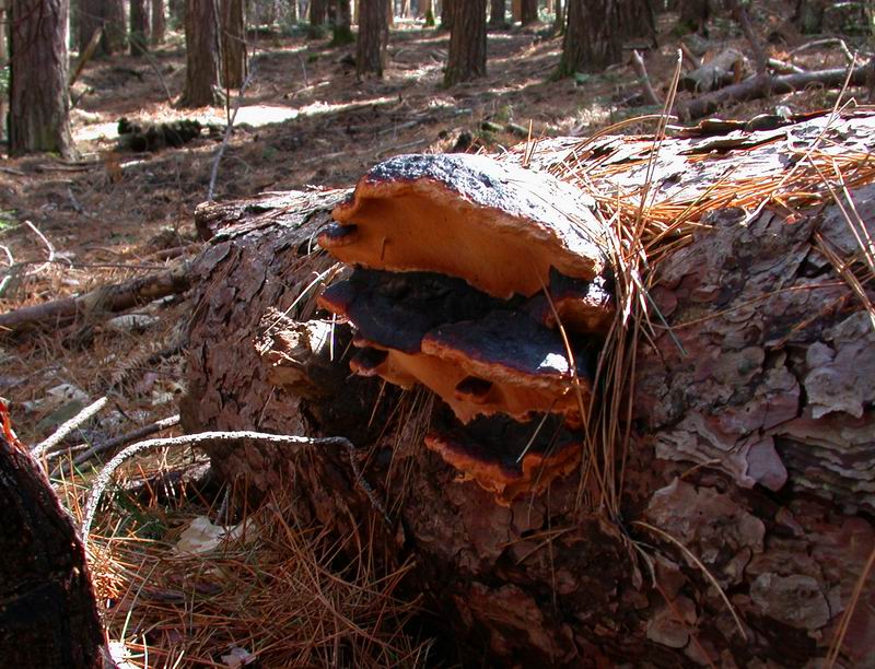 Mycoflora toscana: Fomitopsis pinicola